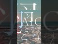 新曲をリリースしました!カナリアの詩 / Laica#Laica#邦ロック #オリジナル曲 #fyp