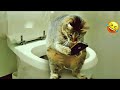 257 Hilarious Cats And Dogs Moments 2025ЁЯдгЁЯР You Laugh You LoseЁЯШ 257 Hilarious Cats And Dogs Moments 2025ЁЯдгЁЯР You Laugh You LoseЁЯШ