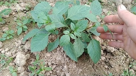 Cắt Ngọn Hoa Thược Dược  Giâm Trồng Vụ Tết 2024