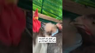 #نتيجة_الثانوية_العامة #viral