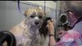 Dog About Town Grooming Salon from m.youtube.com