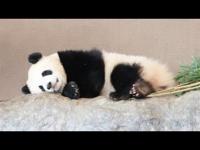 うたた寝パンダ 2025年最新】うたたね小パンダの人気アイテム - メルカリ