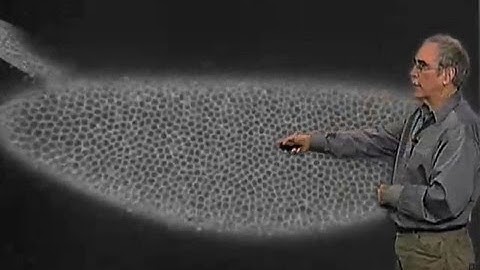 A movie of embryo development - Eric Wieschaus (Princeton/HHMI)