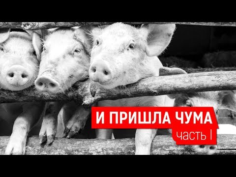 И ПРИШЛА ЧУМА. ЧАСТЬ I | Журналистские расследования Евгения Михайлова