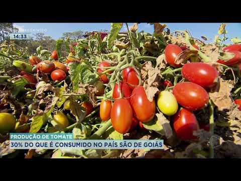 Vídeo: O que é um tomate da fazenda Hazelfield - Como cultivar tomates da fazenda Hazelfield