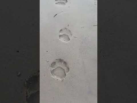 Fresh Jaguars footprints…