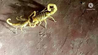 scorpion mating danceمدهش رقصة تزاوج العقارب