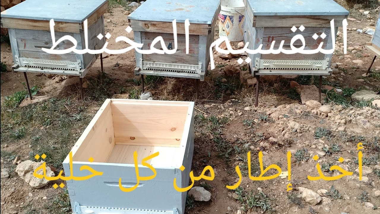 الحلقة 95 تقسيم النحل بطريقة أخذ إطار نحل من خلايا مختلفة ( فيديو تطبيقي)