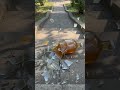 Glass bottle rolls down stairs 202606132021 #asmr #bottlebreak #glassbreaking