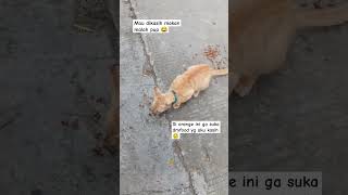 just sharing dryfood to the cat part 4 🥰 #cat #kucingjalanan #kucingoren #cute #shortvideo