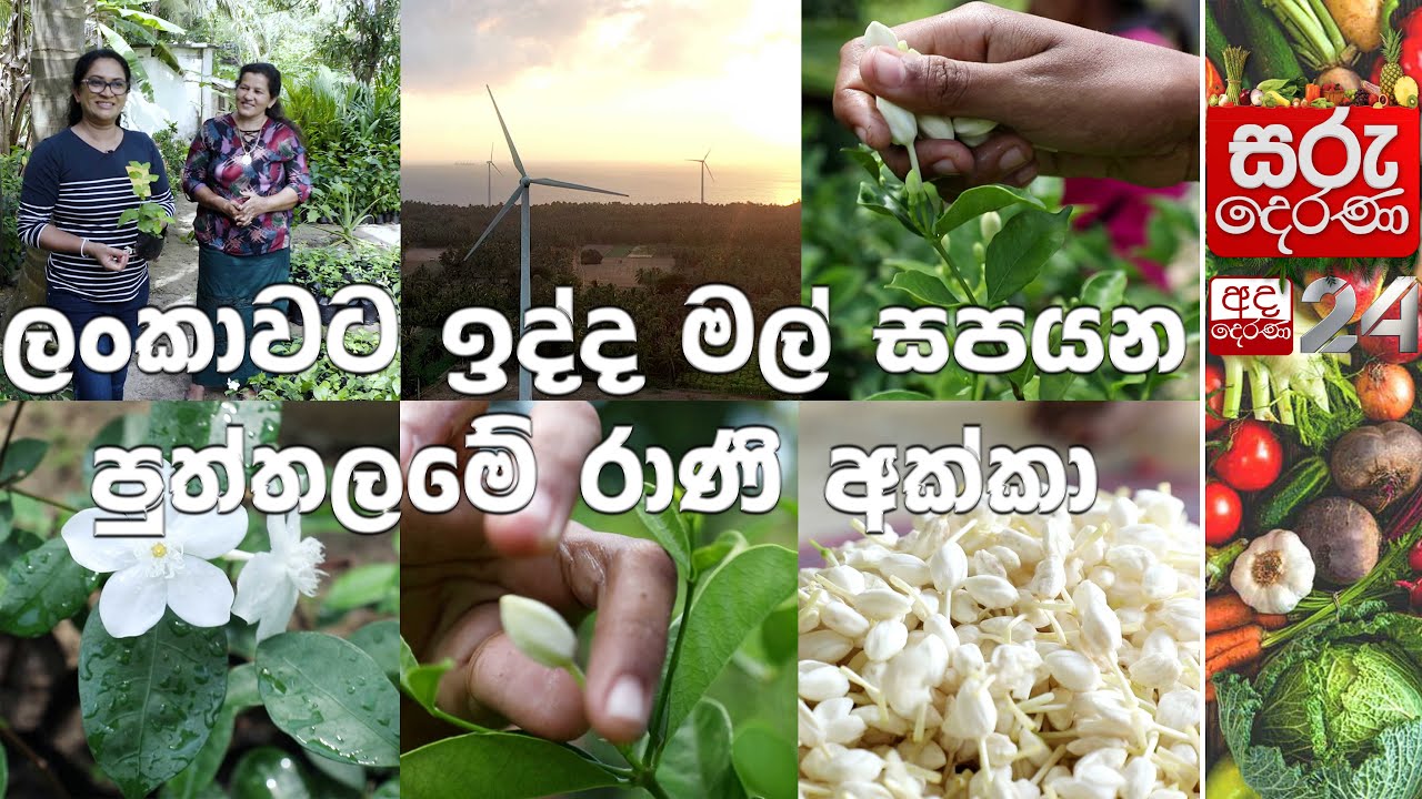 ලංකාවට ඉද්ද මල් සපයන පුත්තලමේ රාණි අක්කා | සරු දෙරණ | EP-17