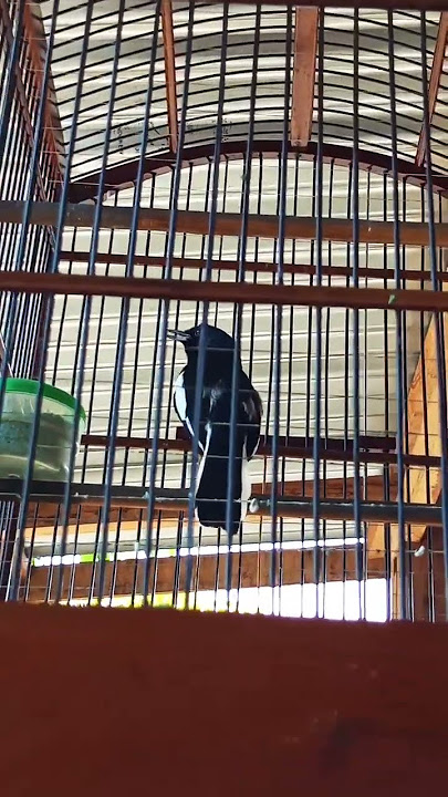 PALING DICARI KICAU MANIA SUARA BURUNG SEPERTI INI PANCINGAN CEPAT NGEPLONG