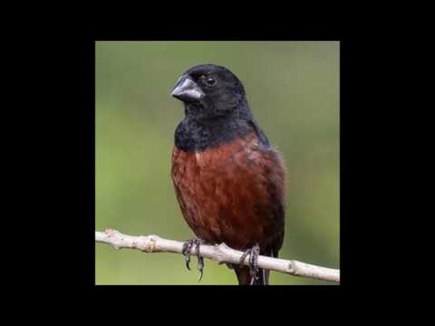 Canto Curio Praia Grande Super Classico Download Canto Curio Ana Dias Selo Prata 30 Minutos Youtube