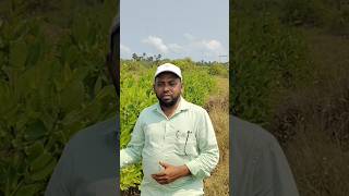 Impact on Mangrove Plantation Drive in Pulicat & Kattoor