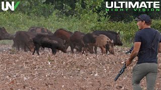 Фермер Встречает Диких Кабанов, Уничтожающих Посевы Средь Бела Дня