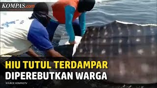 Miris, Hiu Tutul 1 Ton Terdampar di Pesisir Pantai, lalu Dipotong-potong