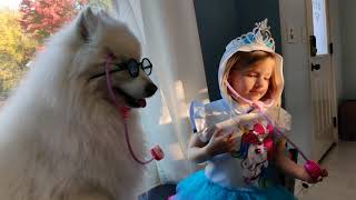 Lexi the Samoyed plays assistant Dr. with her sister