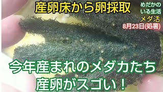 産卵床から卵採取 今年産まれのメダカたち産卵がスゴい！たくさん産んでます♪ 産卵床を交換 ペットボトル水槽 8月23日(処暑)まだまだ残暑 すだれは使います