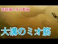 【琵琶湖の水中動画】大溝の橋の下は琵琶湖の恵みの宝庫
