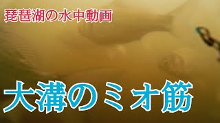 【琵琶湖の水中動画】大溝の橋の下は琵琶湖の恵みの宝庫