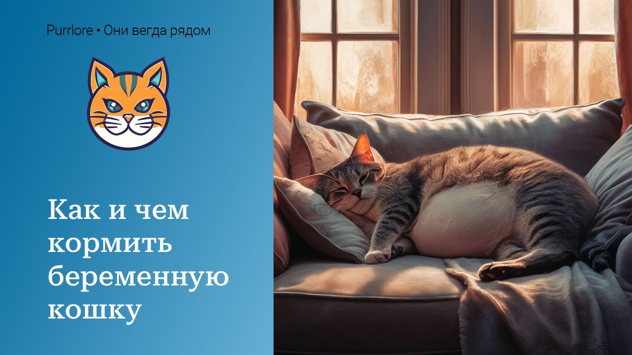Как и чем кормить беременную кошку
