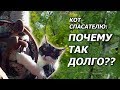 Догонялки на березе - снимаем кота с дерева