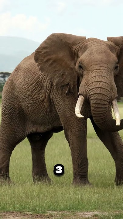 top-5-biggest-animals-in-the-world-shorts-facts-viral-top3-biggest