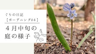 【ガーデニング#4】北海道 ４月中旬の庭の様子(2022年4月18日)