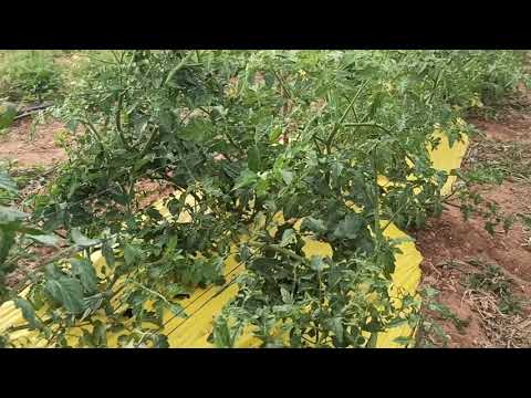 Video: Pěstování rajčat na otevřeném poli: přehled odrůd, termínů výsadby a funkcí péče