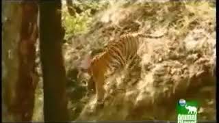 tiger vs sloth bear Wealth