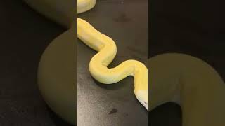 Lavender suntiger reticulated python Wealth