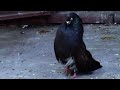 Orlik pigeons flying pattern  different colors