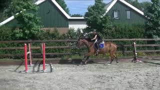 3yo El Salvador x Phin Phin Mare ~ Beginning of jumping under saddle