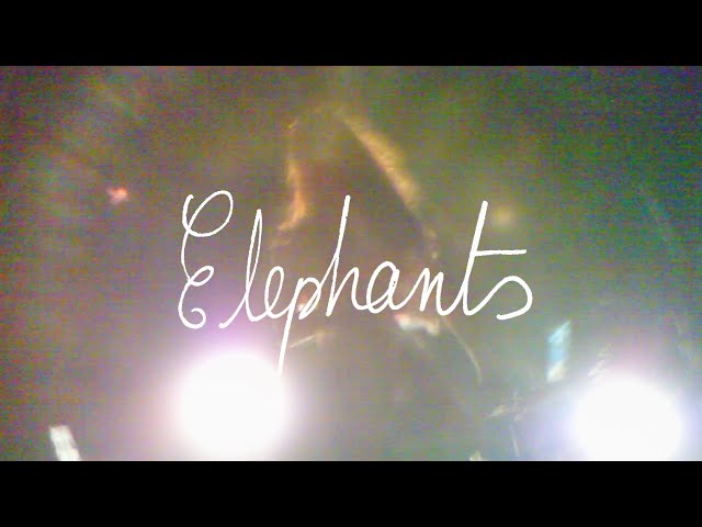 Elephants - Lizzy Young