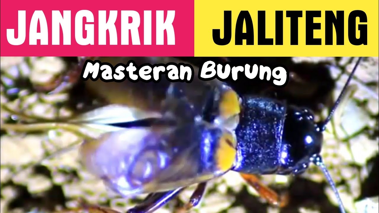  Suara  jangkrik  masteran burung mp3  Krik krik YouTube