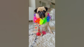 California PUGTATO 🥔 #shorts #dog #pug #funnyvideo