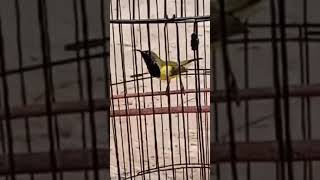 Sogon Gacor Bongkar Isian Mewah Full Tembakan Ngeleper  #kicaumania #burung#sogon