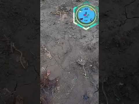 ليه الأراضي الطينية جيده وليه الاراضي الرمليه ضعيفه وايه  الحامضي وايه القلوي