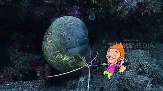SI OTAN | CRUSTACEA DAN MOLLUSCA (29/01/18) 2-3