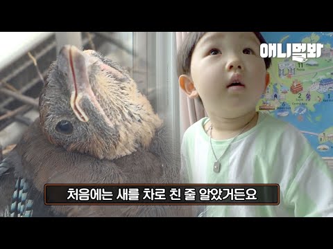 경북 경주에 사는 J씨가 실제로 겪은 실화입니다ㅣBird Mimicking A <strong>Cat</strong> Sound <strong>LOL</strong>