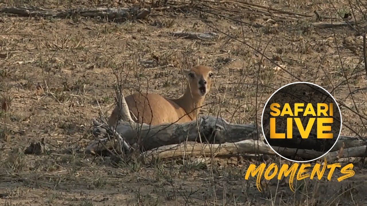 wildlife tourism in africa Steenbok is a Gangster