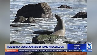 Malibu sea lions sickened by toxic algae bloom