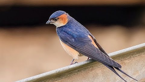 Red Rumped Swallow
