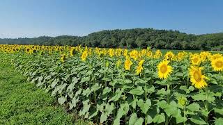 Sunflowers  at the Biltmore Estate July 28 2023