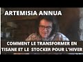 Artmisia annua  comment le transformer en tisane et le stocker pour lhiver  dernire tape