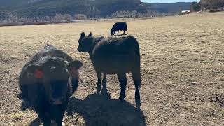 Herd Quitter® Minute - Calving Ease