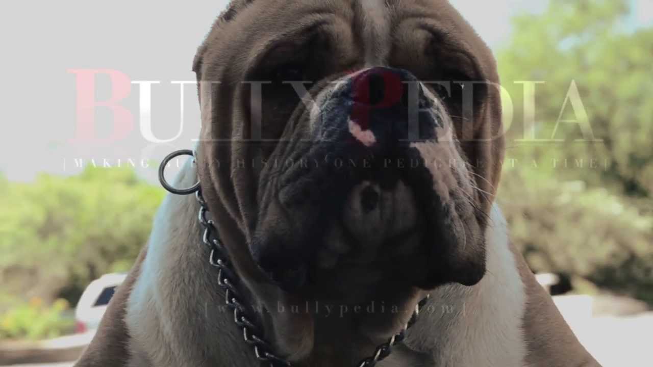 EL GRINGO by Bullywebtv