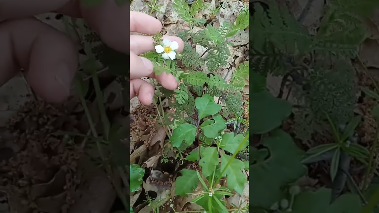 Mountain Misery (Chamaebatia foliolosa) 