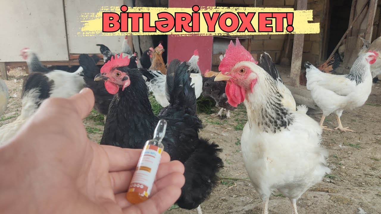 Toyuqlarda bit – Evdə necə müalicə etmək olar? Bu səssiz düşmən toyuqlarınızı yavaş-yavaş öldürür!