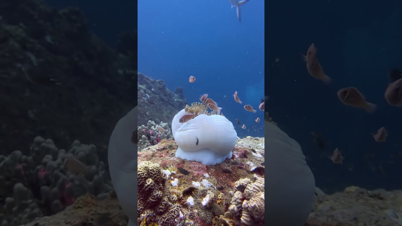 Divevolk underwater case with iPhone 13 Pro underwater with Red filter, scuba diving link in bio